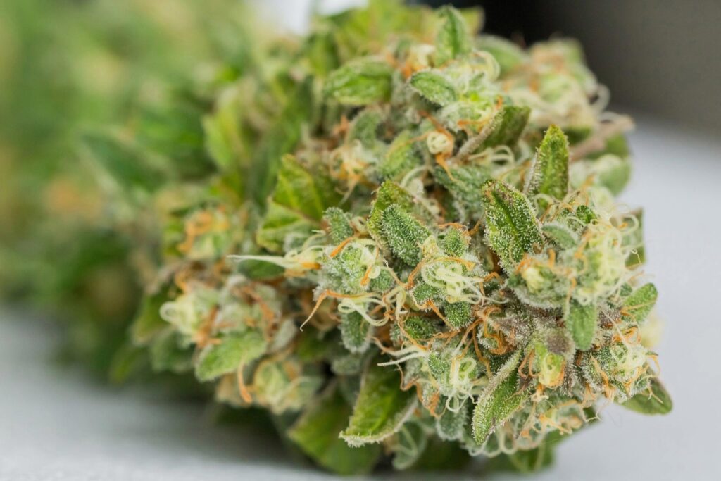 Lemon Cherry Gelato
